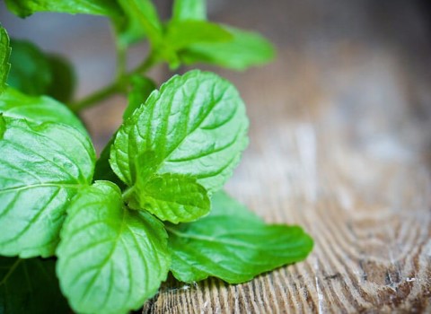 تصویر 2 از قیمت خرید گیاه دارویی نعناع فلفلی + فروش ویژه